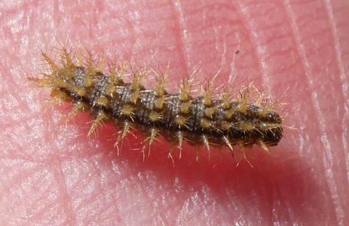 Melitaea cinxia